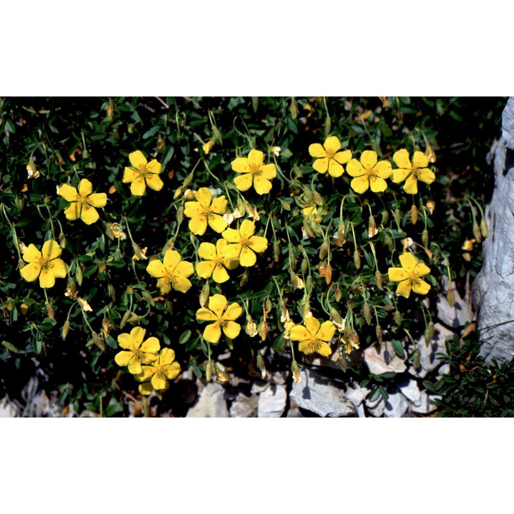 helianthemum lunulatum (all.) dc.