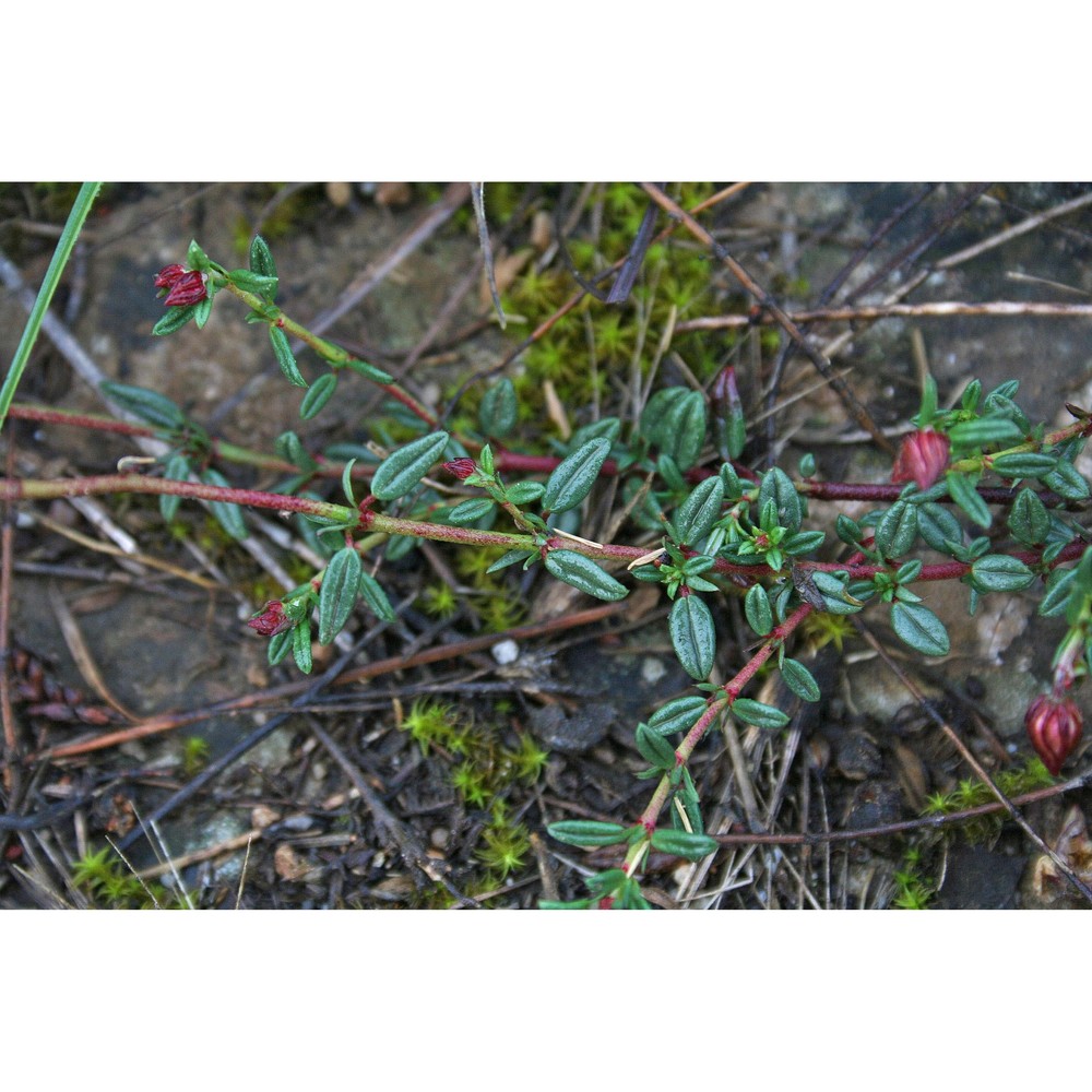 helianthemum morisianum bertol.