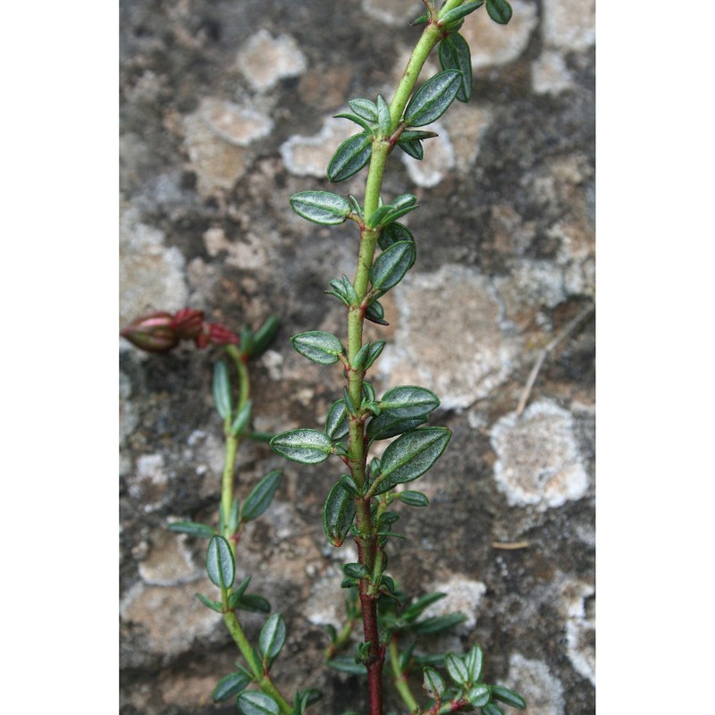 helianthemum morisianum bertol.