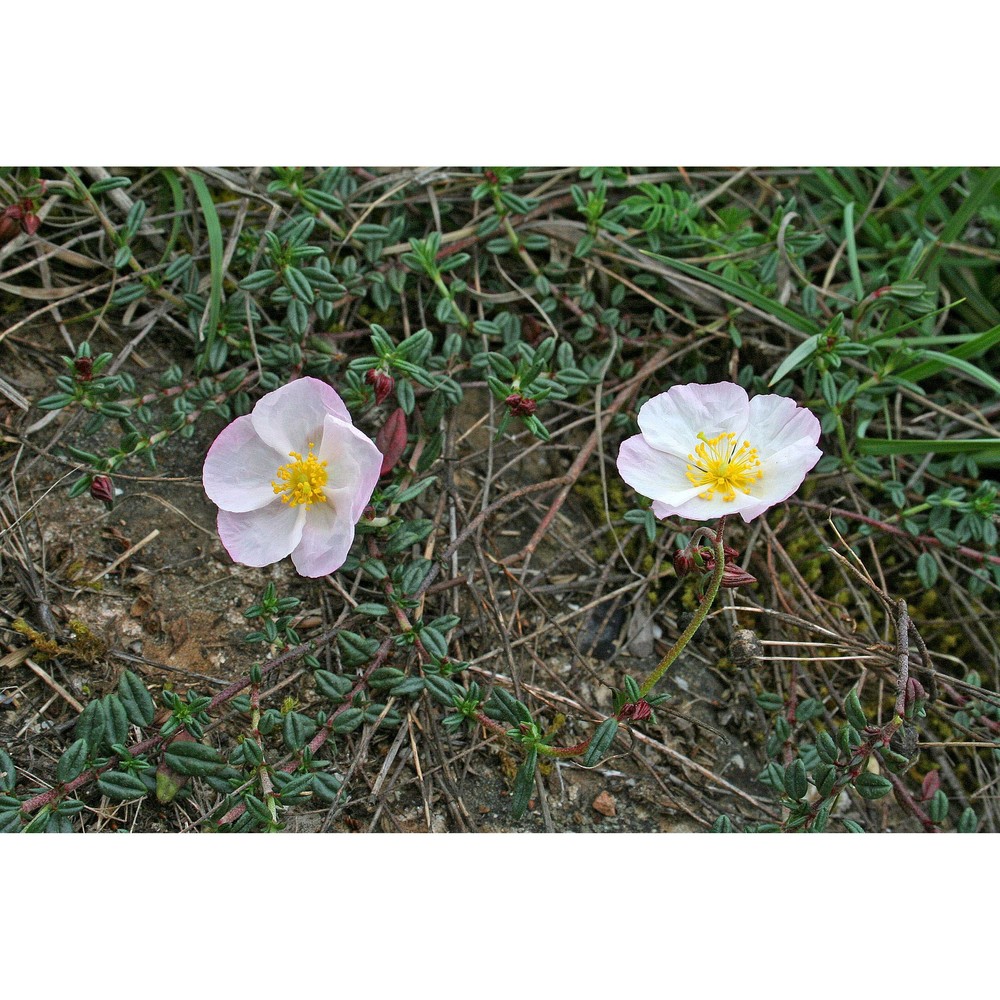 helianthemum morisianum bertol.