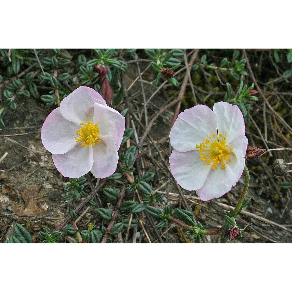 helianthemum morisianum bertol.