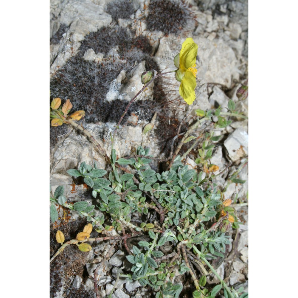 helianthemum nebrodense heldr. in guss.