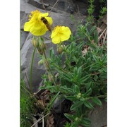 helianthemum nummularium (l.) mill.