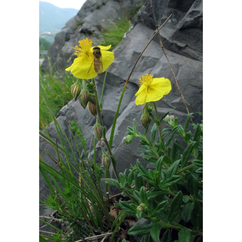 helianthemum nummularium (l.) mill.