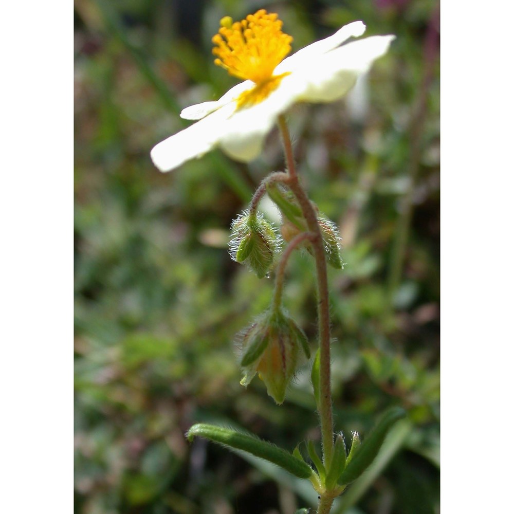 helianthemum pilosum (l.) pers.