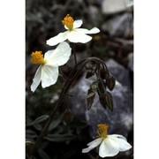 helianthemum pilosum (l.) pers.