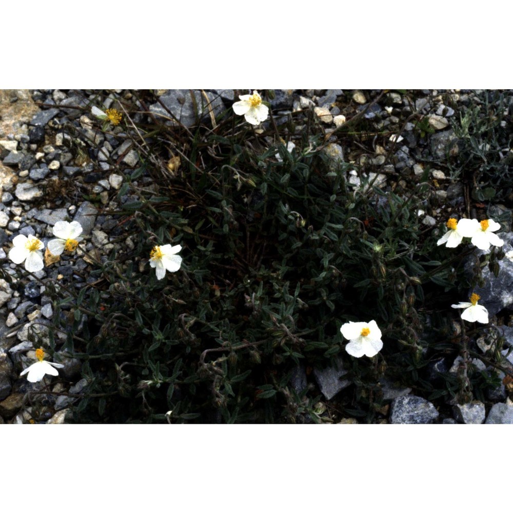 helianthemum pilosum (l.) pers.