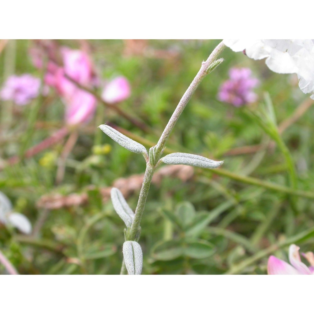 helianthemum pilosum (l.) pers.