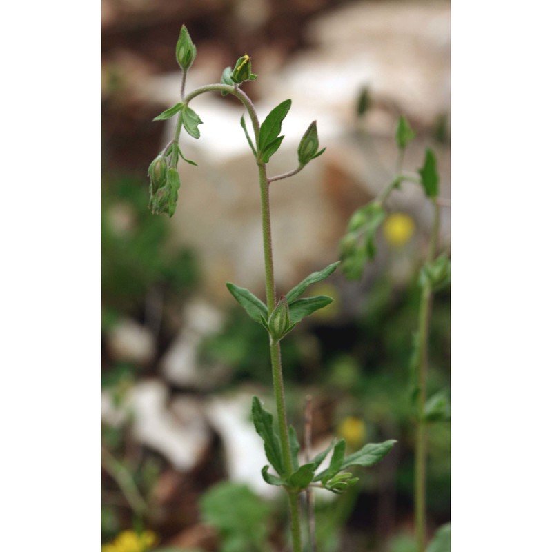 helianthemum salicifolium (l.) mill.