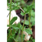 helianthemum salicifolium (l.) mill.