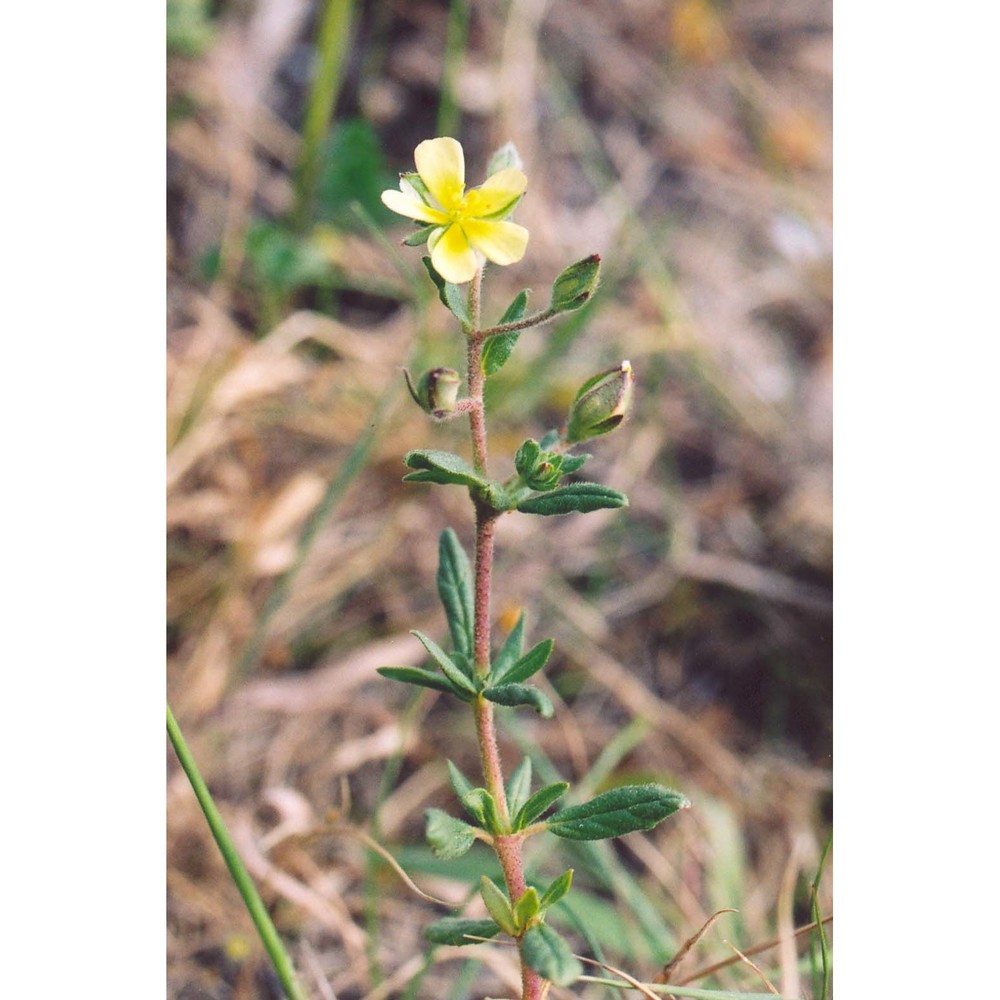 helianthemum salicifolium (l.) mill.