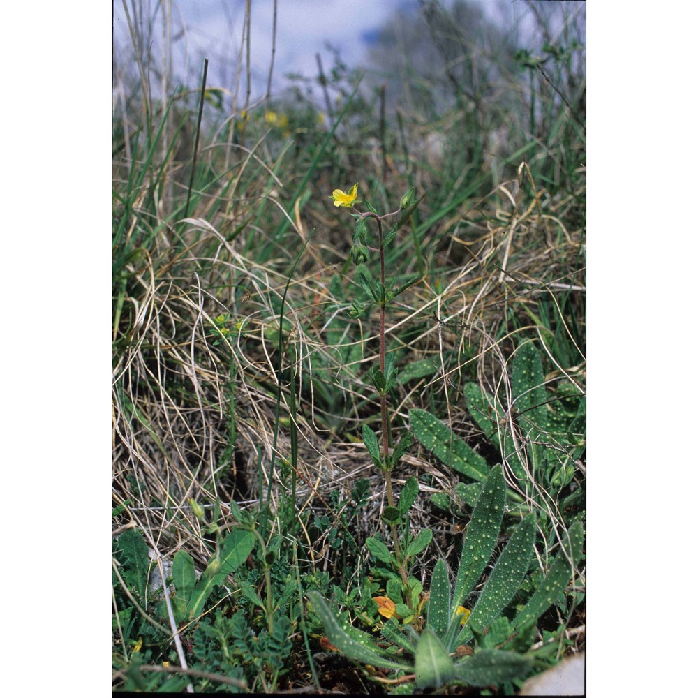 helianthemum salicifolium (l.) mill.