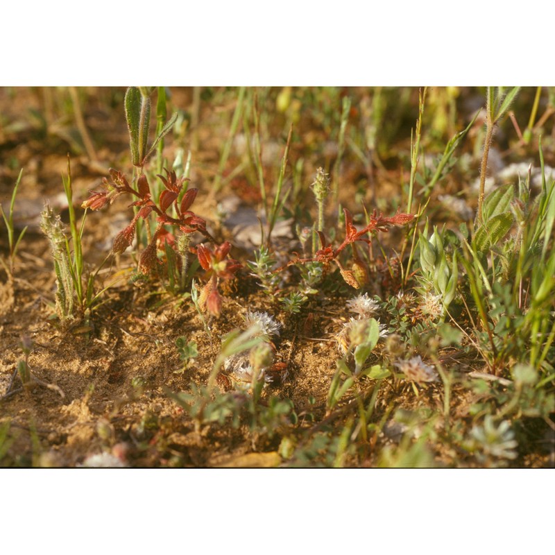 helianthemum sanguineum (lag.) lag.