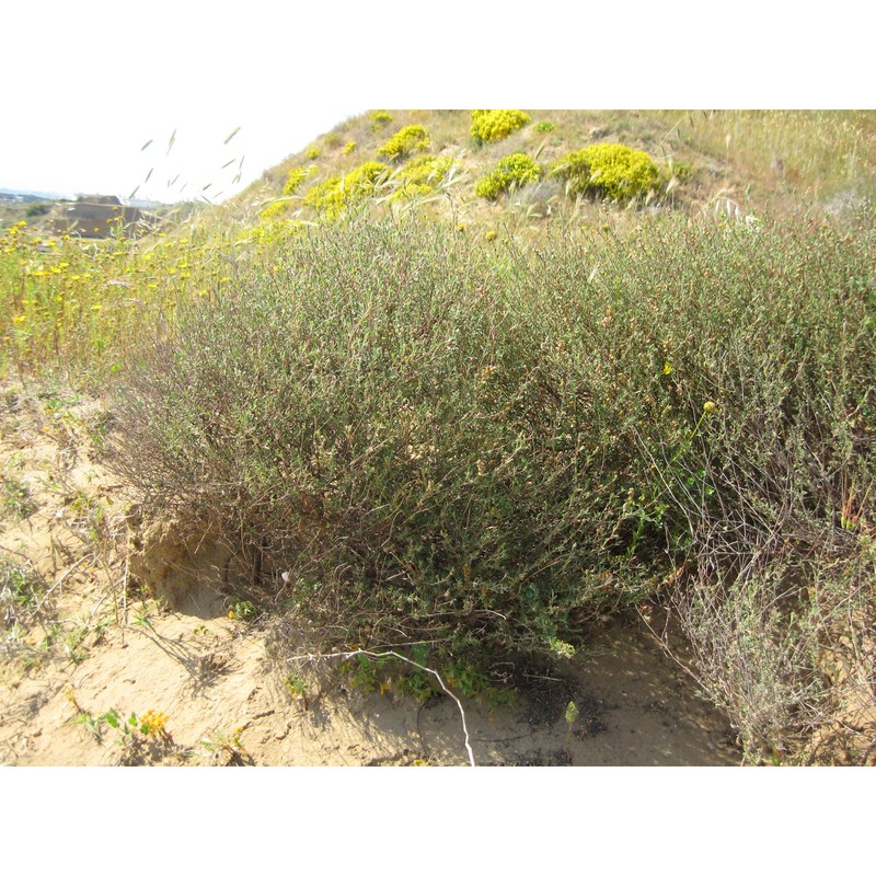 helianthemum sessiliflorum (desf.) pers.