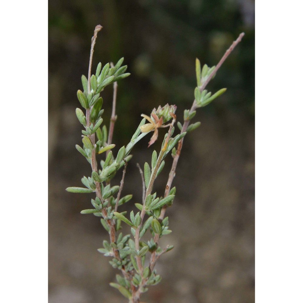 helianthemum sicanorum brullo, giusso et sciandr.