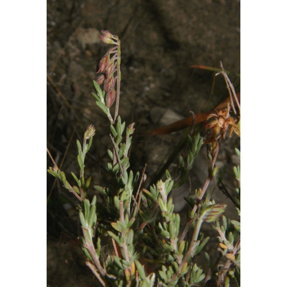 helianthemum sicanorum brullo, giusso et sciandr.