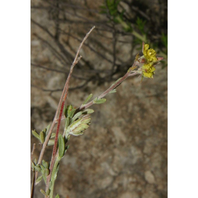 helianthemum sicanorum brullo, giusso et sciandr.