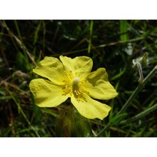 tuberaria acuminata (viv.) grosser