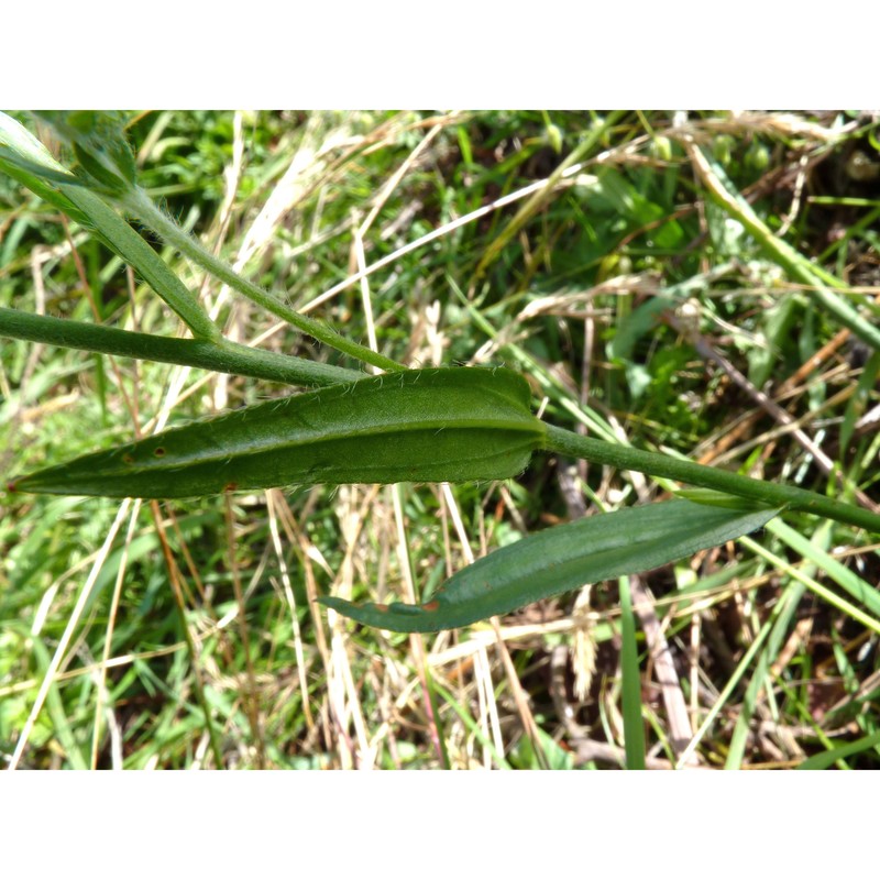 tuberaria acuminata (viv.) grosser