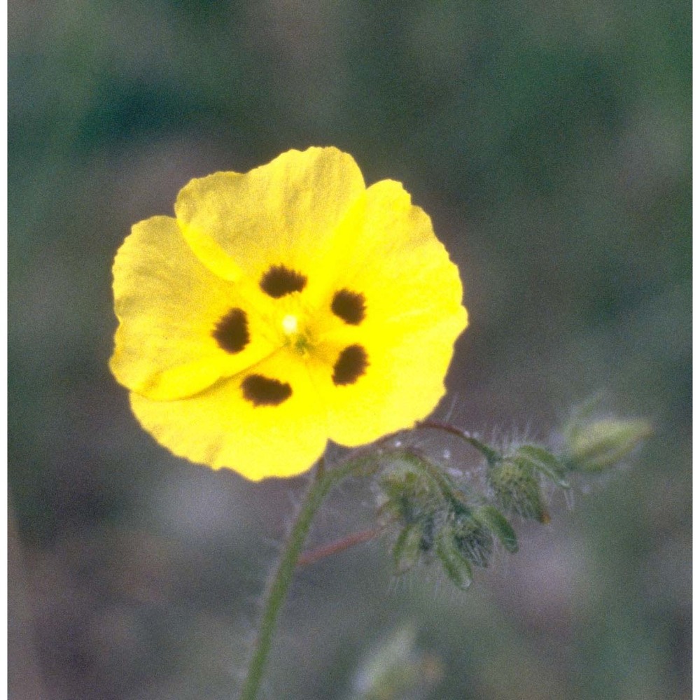 tuberaria guttata (l.) fourr.