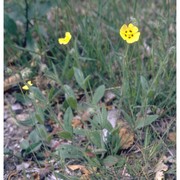 tuberaria guttata (l.) fourr.