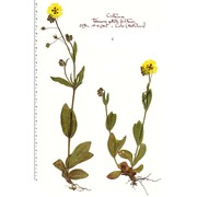 tuberaria guttata (l.) fourr.