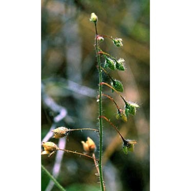 tuberaria guttata (l.) fourr.