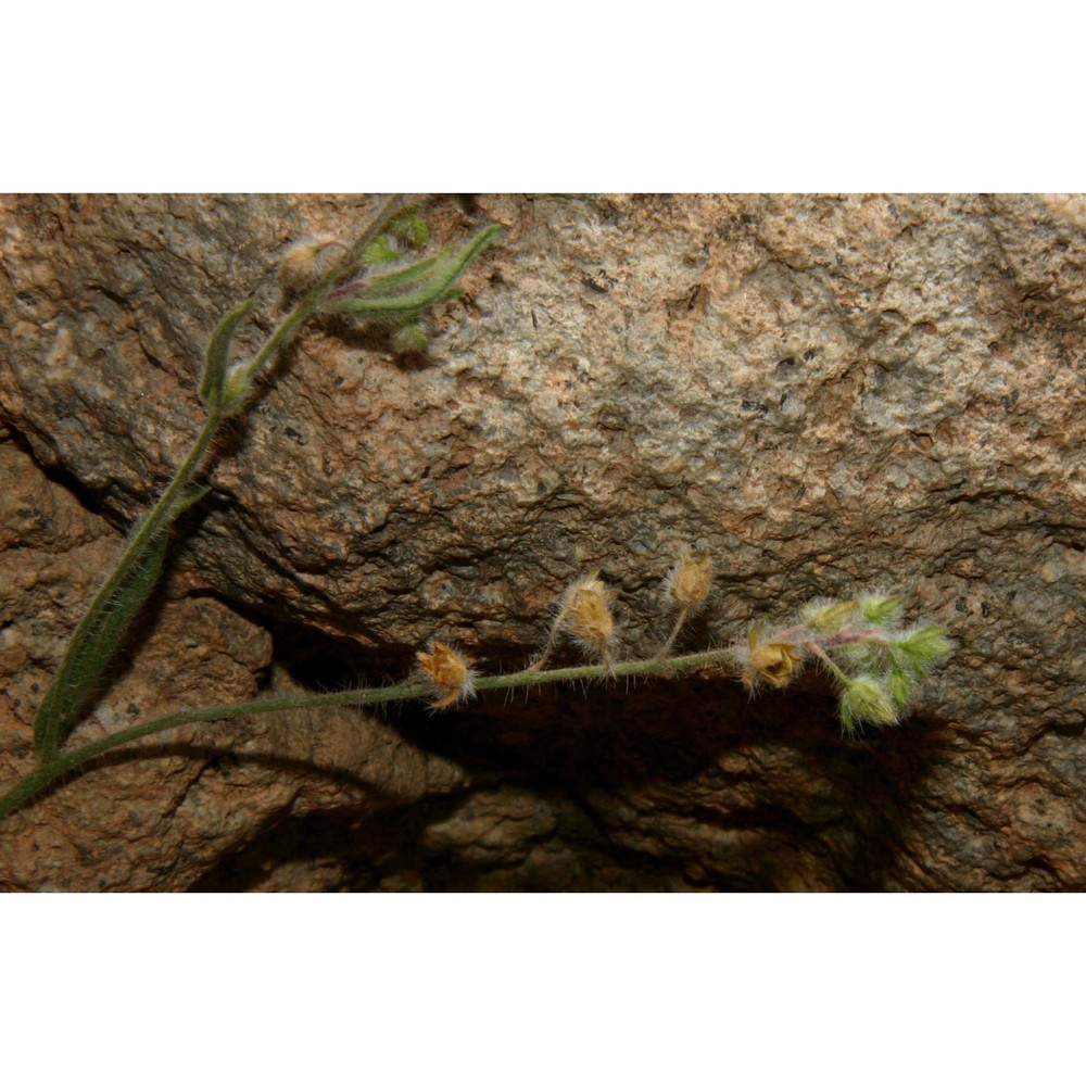 tuberaria plantaginea (willd.) gallego