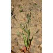 tuberaria plantaginea (willd.) gallego