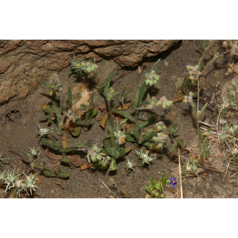 tuberaria plantaginea (willd.) gallego