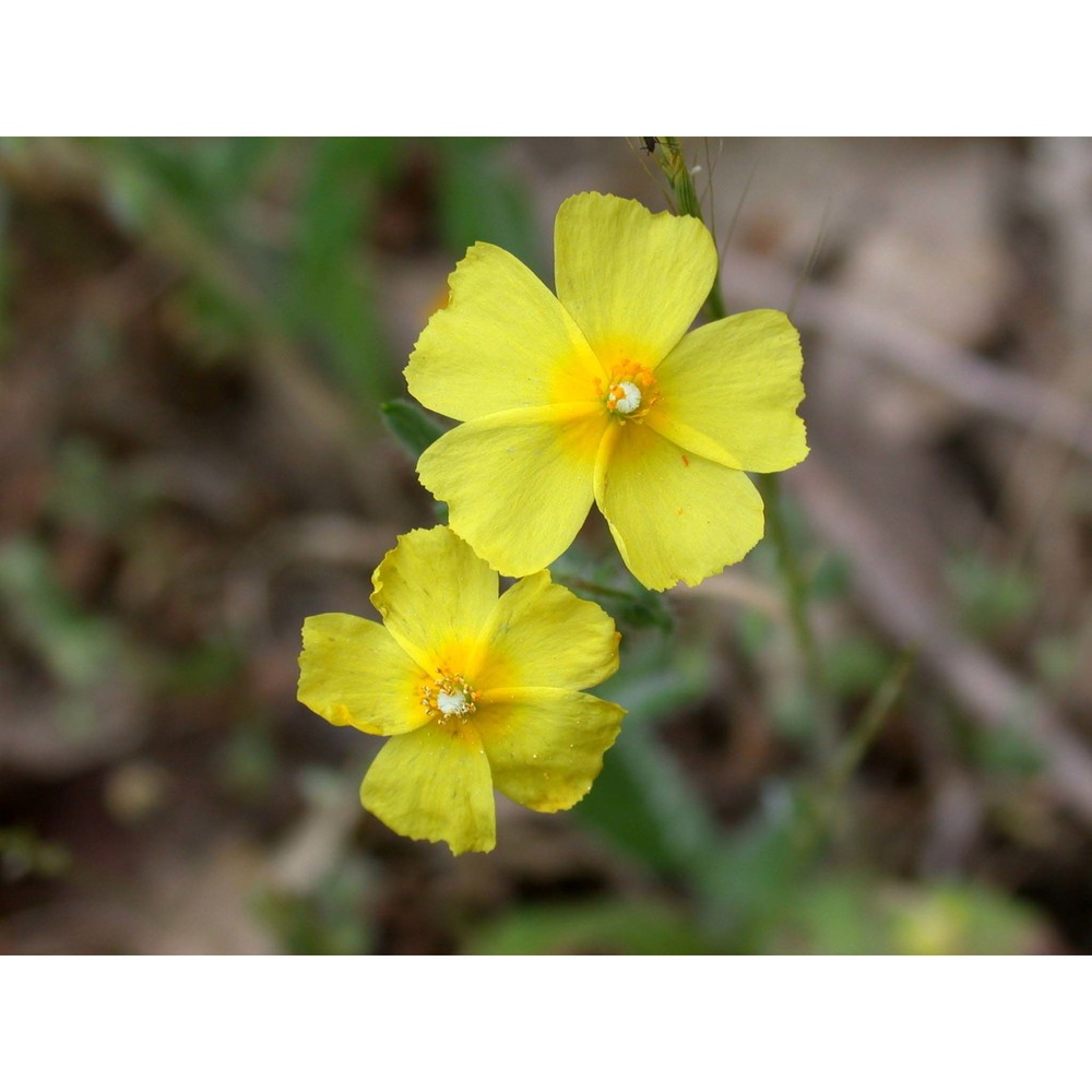 tuberaria praecox (salzm. ex boiss. et reut.) grosser