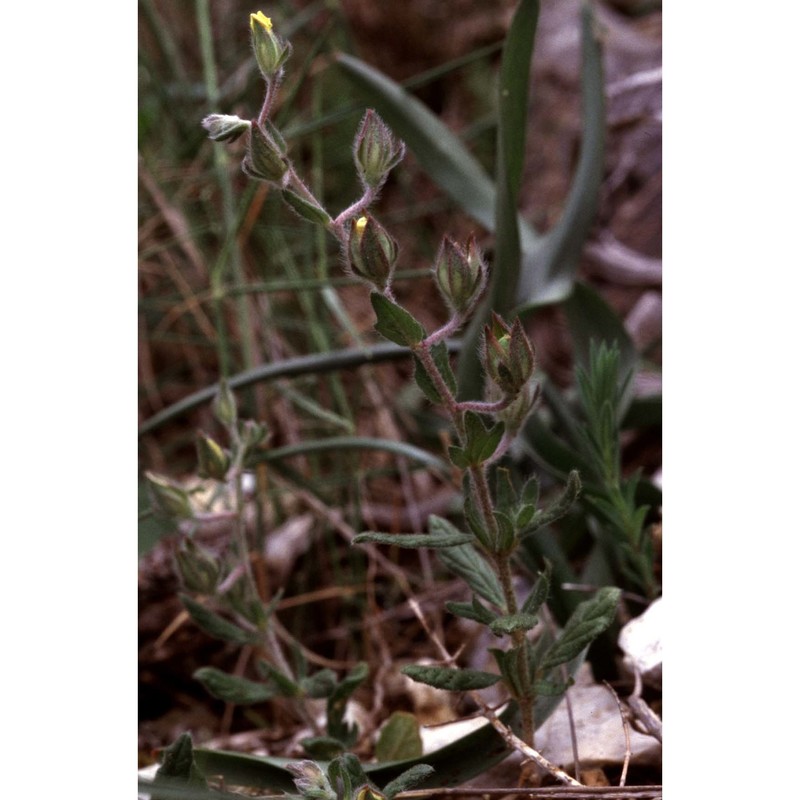 tuberaria praecox (salzm. ex boiss. et reut.) grosser