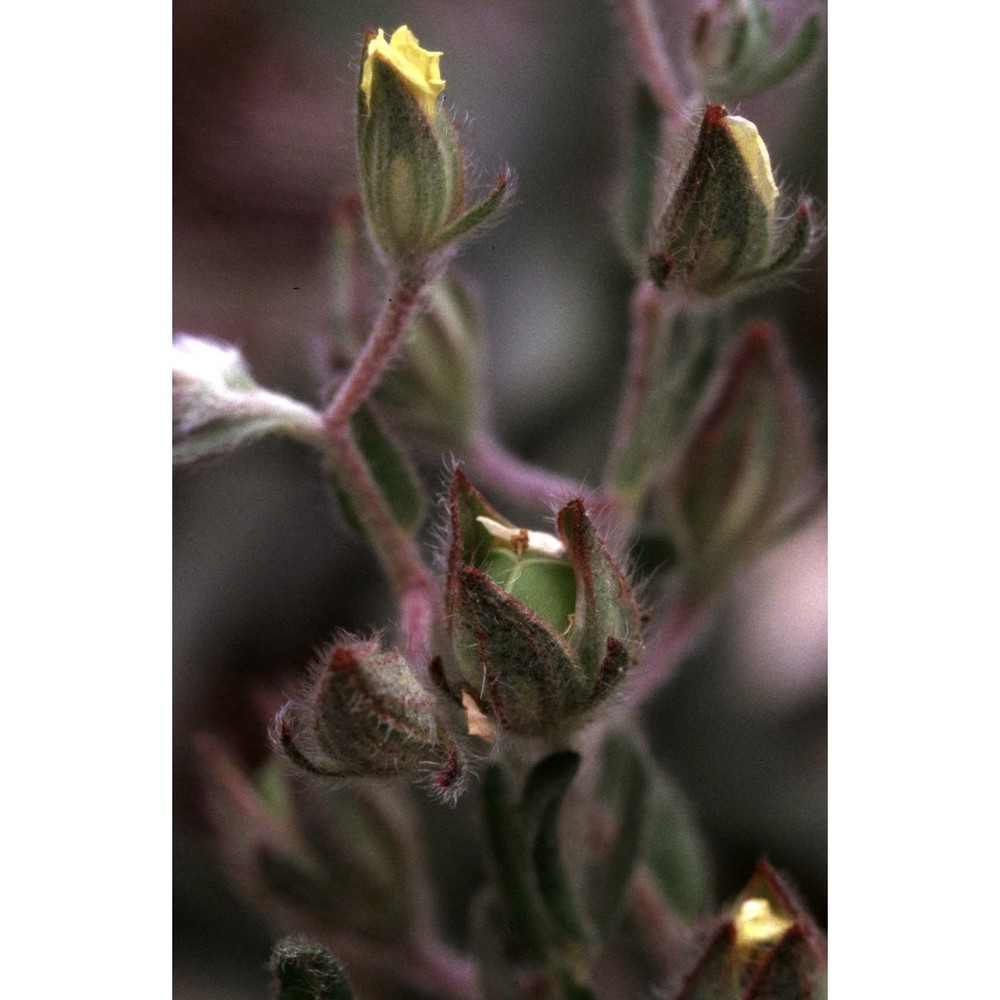 tuberaria praecox (salzm. ex boiss. et reut.) grosser