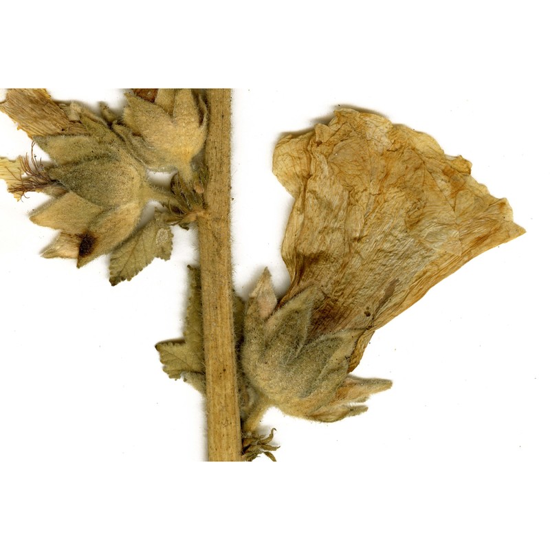 alcea biennis winterl