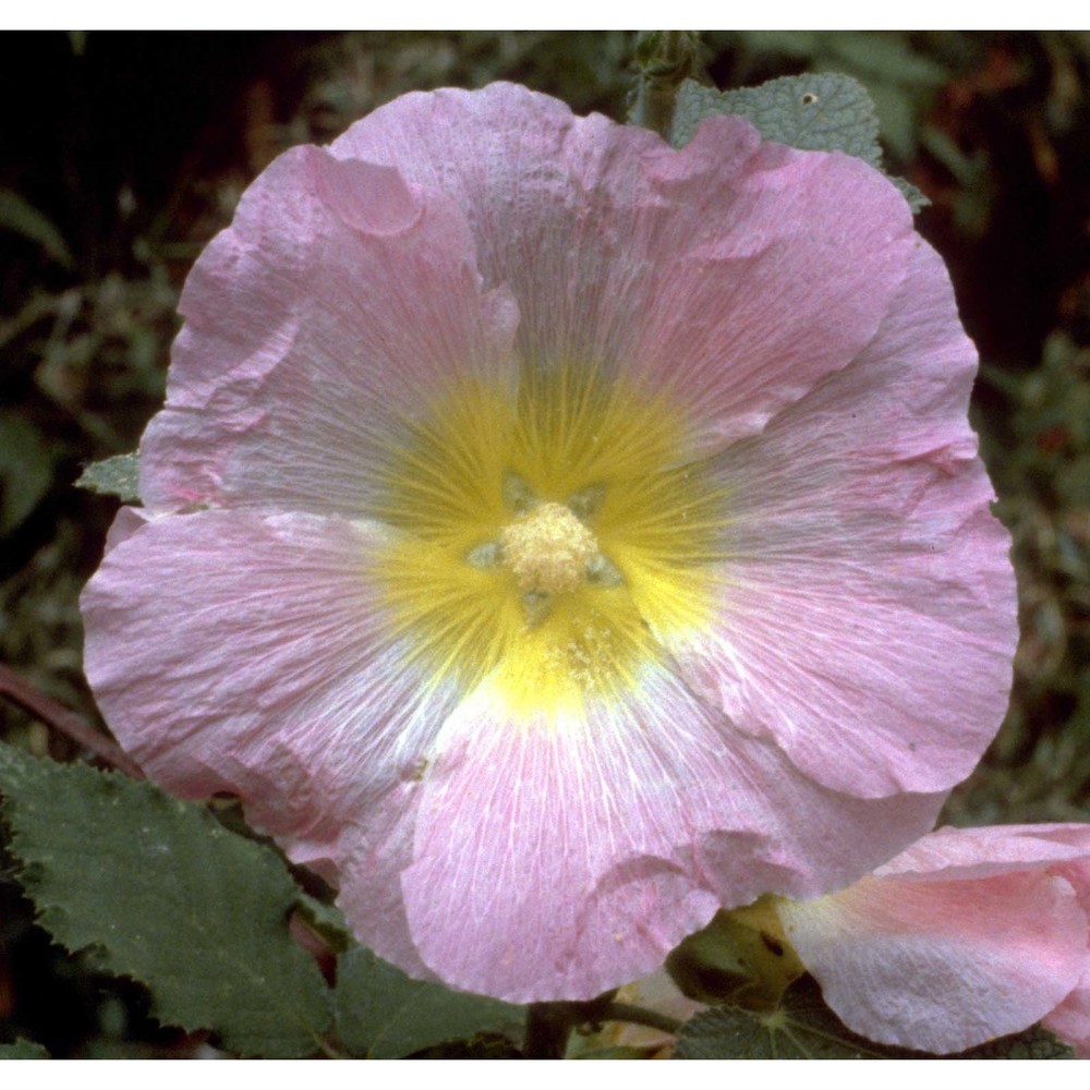 alcea rosea l.