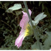 alcea rosea l.