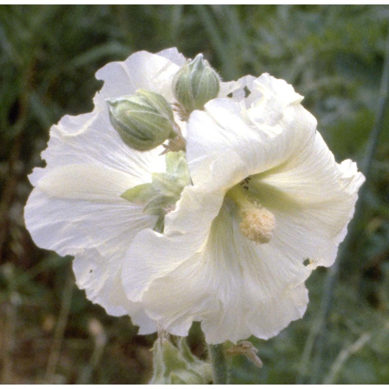 alcea rosea l.