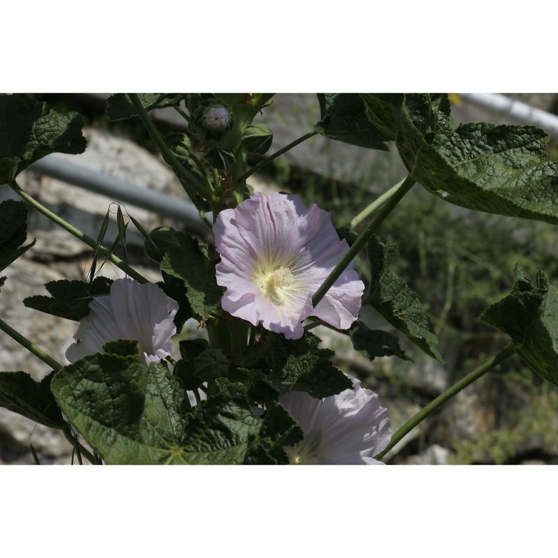 alcea setosa (boiss.) alef.