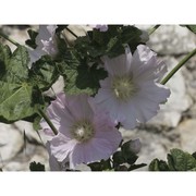 alcea setosa (boiss.) alef.