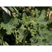 alcea setosa (boiss.) alef.