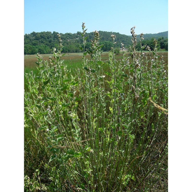 althaea officinalis l.