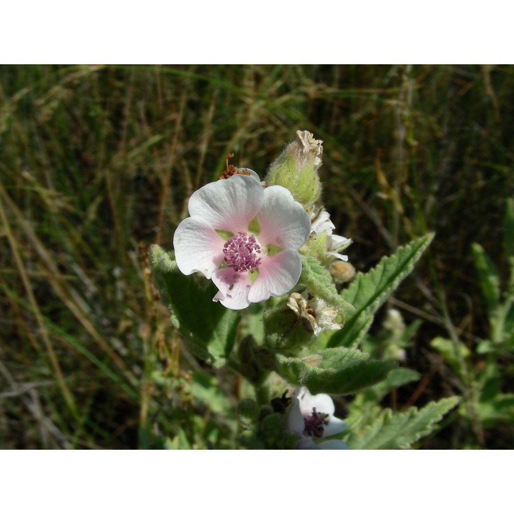 althaea officinalis l.