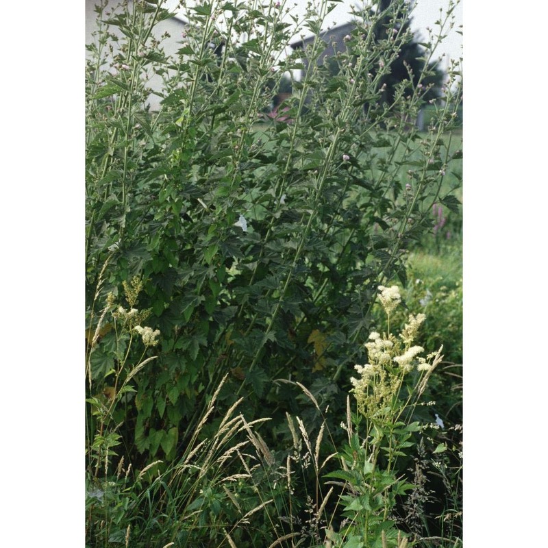 althaea officinalis l.