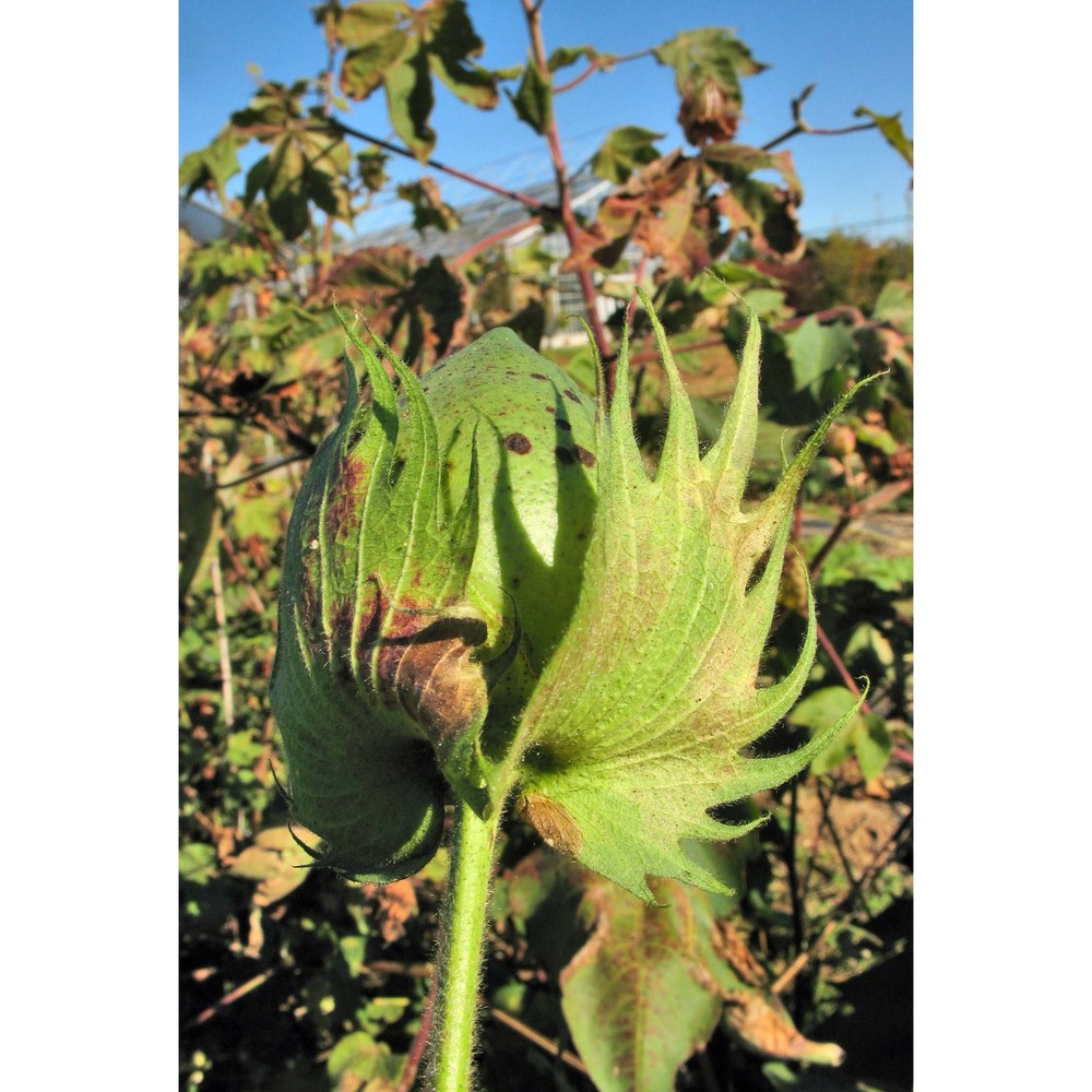 gossypium herbaceum l.