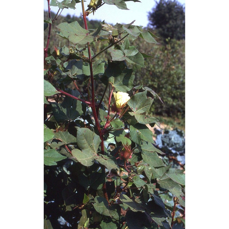 gossypium hirsutum l.