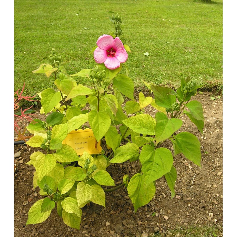 hibiscus palustris l.