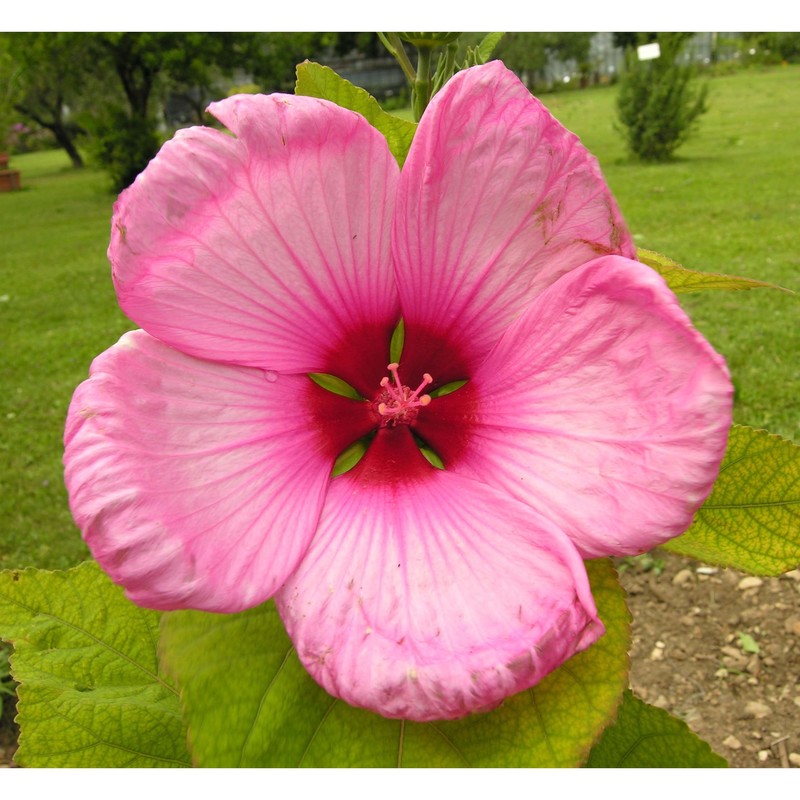 hibiscus palustris l.