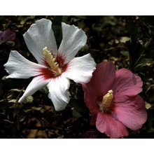 hibiscus syriacus l.