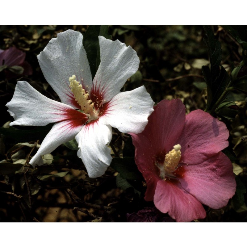 hibiscus syriacus l.