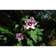 hibiscus syriacus l.